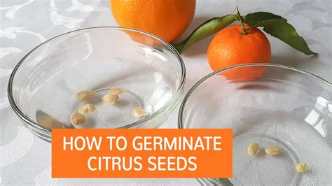 How To Germinate Citrus Seeds Grow Citrus Trees From