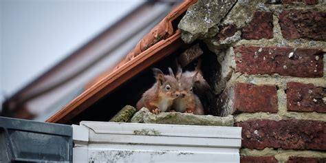 How To Get Rid Of Squirrels From Your Yard And Home 11 Effective Methods