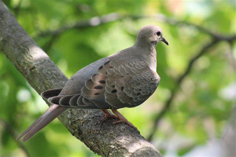 13 Fascinating Facts About Mourning Doves Artofit