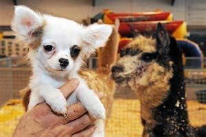 Consultez nos 398416 annonces de particuliers et professionnels sur leboncoin Le Salon du Chiot: Les passionnés du monde canin vont être ...