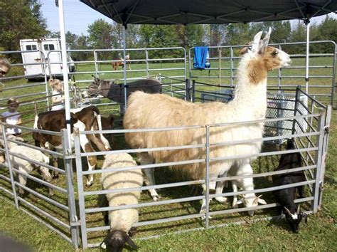 Covered pen | Mobile petting zoo, Zoo animals, Pets