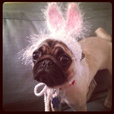 Easter Bunny Pug Pugs Easter Bunny Frenchie