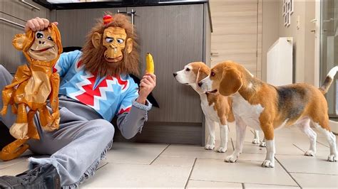Dogs Vs Evil Monkey Prank Funny Dogs Louie And Marie Youtube