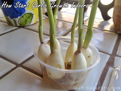 How To Grow Garlic Indoors Self Sagacity