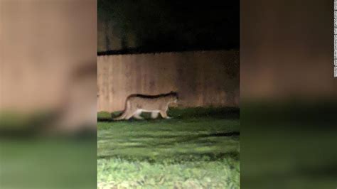 Child Escapes Cougar Attack In Washington Cnn Video