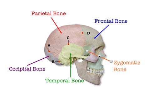 Parietal Bone Labeled