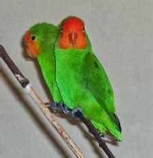 Mengenal Lovebird Dan Jenis Jenisnya Kicau Burung Unik