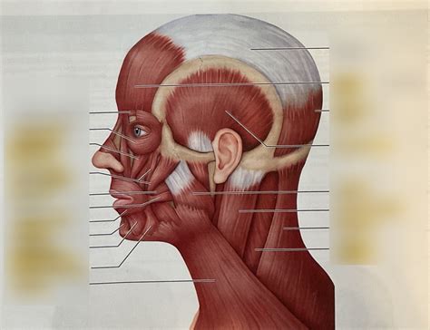 Lateral Head Muscles Diagram Quizlet