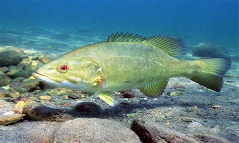 Smallmouth Bass Sup Fishing Tips A Comprehensive Guide