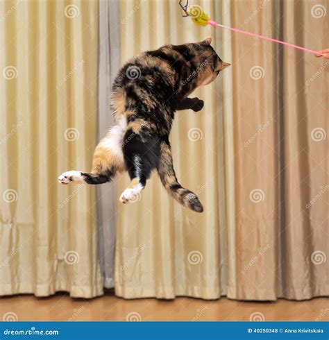 High Jumping Cat Stock Photo Image Of Extended Blue 40250348
