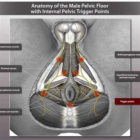Pelvic Floor Muscles Diagram