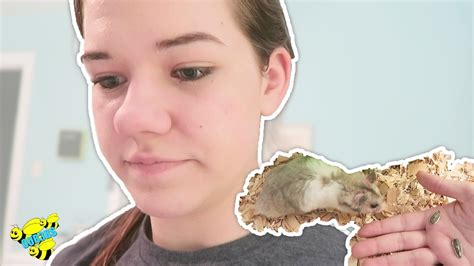 Training Taming A New Baby Hamster Youtube