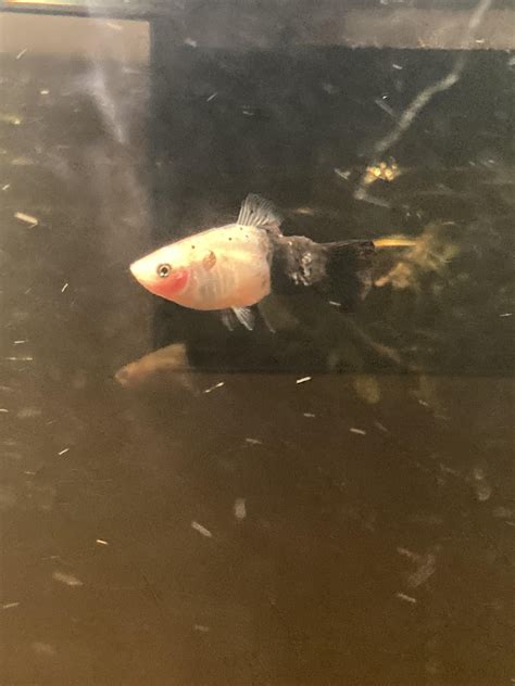 Tumors Forming And Spreading On Platy Fish What Treatment Should I Try
