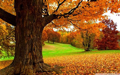Spectacular Autumn Scene Hd Wallpaper Download Wallpapers Pictures