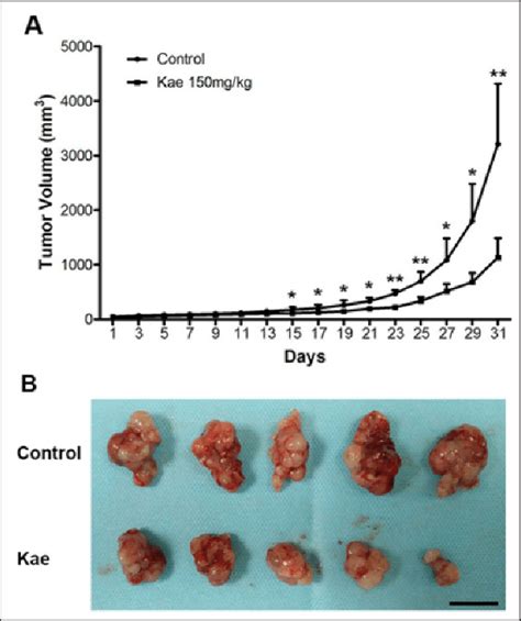 Kaempferol Inhibits Bladder Tumor Growth In Nude Mice Bearing T24