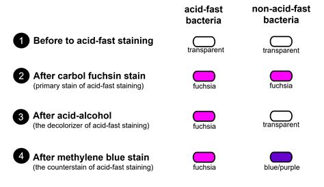 14 Acid Fast Stain Biology Libretexts