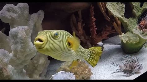 the scranton aquarium in pennsylvania youtube