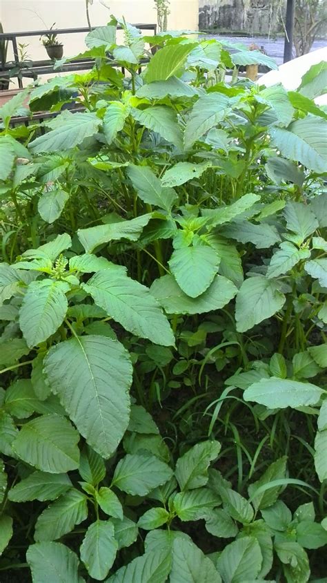 Lihat juga resep sayur bening bayam enak lainnya. namakucella: SAYUR BAYAM -REZEKI TANAH HITAM