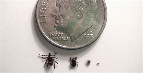 Professional pest control for texas homes. Tick Control - Budget Pest Control