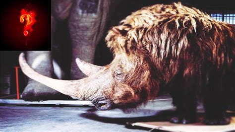 Woolly Rhino Found In Siberia Youtube