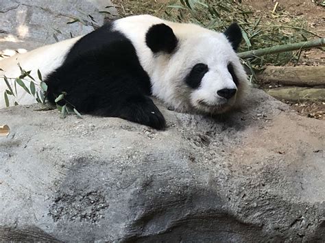 Panda Updates Friday November 8 Zoo Atlanta