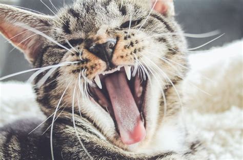 Why Do Cats Hiss 6 Reasons Behind The Behaviour