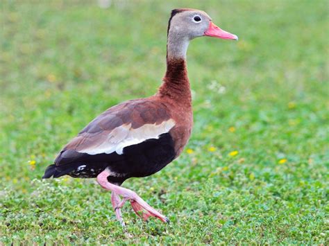 Migrating Black Bellied Whistling Ducks In New Orleans Area Test