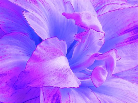 Purple Petals Abstract Photograph By Gill Billington Fine Art America
