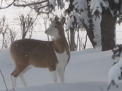 Unusual Deer Visits Area Farm Mountainviewtodayca