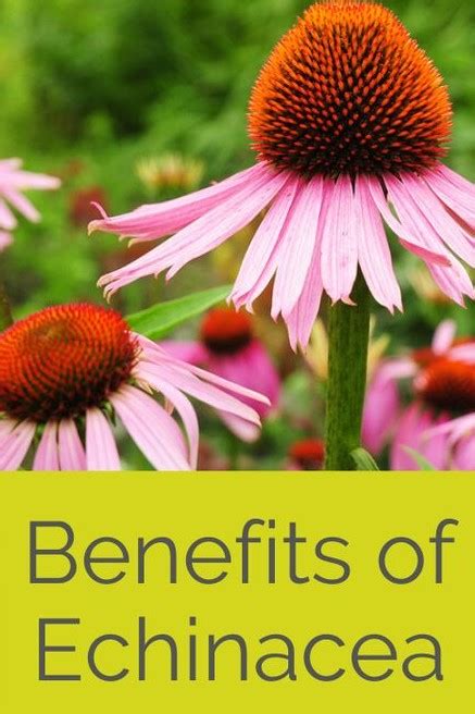 9 Echinacea Benefits Along With Side Effects And Dosage Health