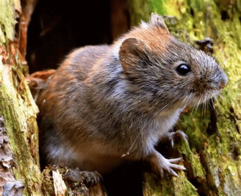 Known for creating networks of deep, crisscrossing tunnels, voles can wreak havoc on a lawn or garden. How to get rid of voles: The nine best vole traps ...