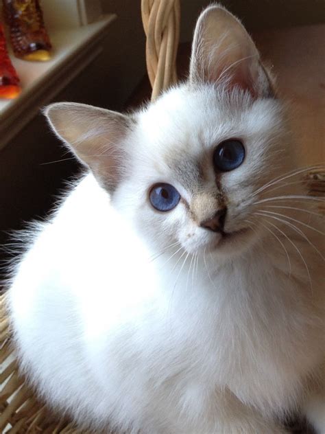Balinese Kittens For Sale Bay Area Feqtuhg