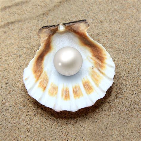 Sea Shell With Pearl Stock Image Image Of Marine Tropical 57098271