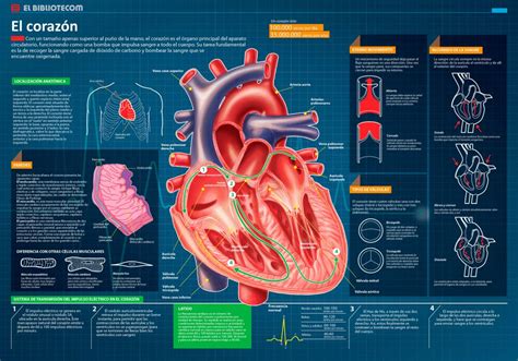 El Corazón El órgano Principal Del Aparato Circulatorio Invdes