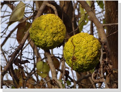 Where To Find Osage Orange Trees In New England Moultonborough