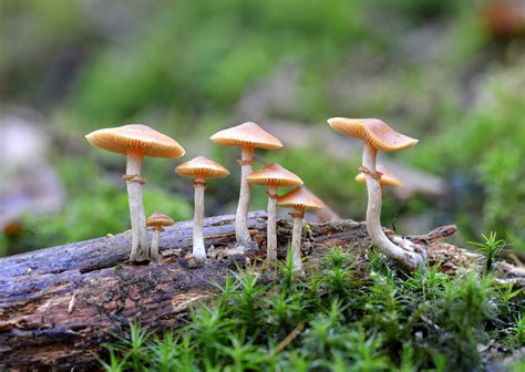 New Oregon initiative to make magic mushrooms legal in 2020