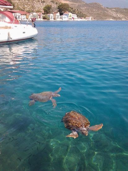 Caretta Caretta Loggerhead Sea Turtles In The Harbour Of Kastellorizo