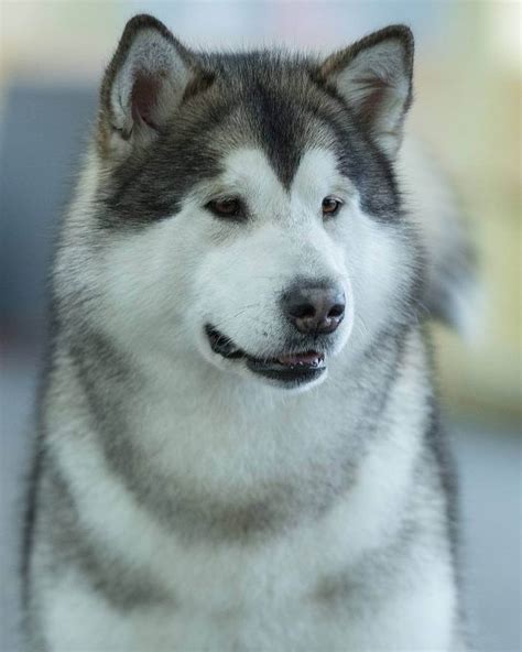 15 Cool Facts About Alaskan Malamute Dogs The Dogman