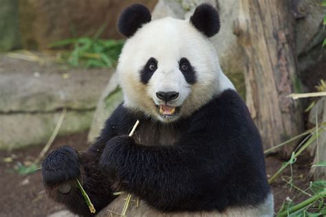Bai Yun San Diego Zoo | Animals are beautiful people, San diego zoo