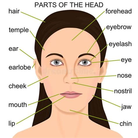 English Surprise Parts Of The Head