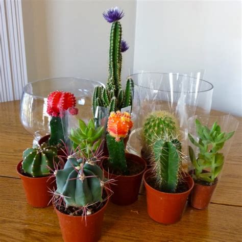 Cacti gardening plants planting and maintenance succulents indoor gardening. Ohio Is My Reset Button: Indoor Cactus Garden
