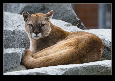 Cougar Mountain Zoo Robsblogs