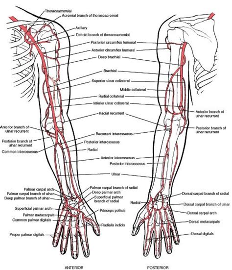 Coronary arteries supply blood to the heart muscle. Upper Extremity Arteries and Veins - Human Anatomy Body