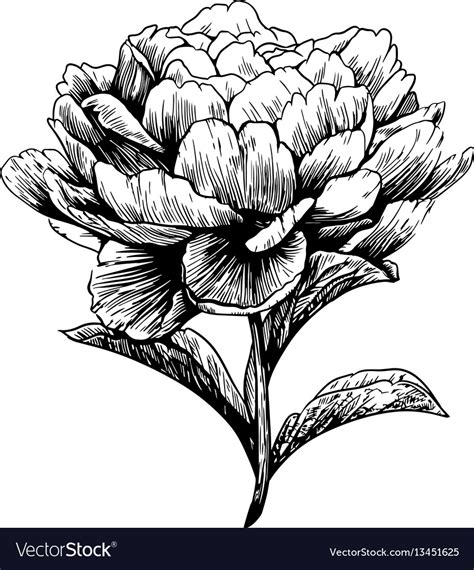 Peonies Flower Drawing