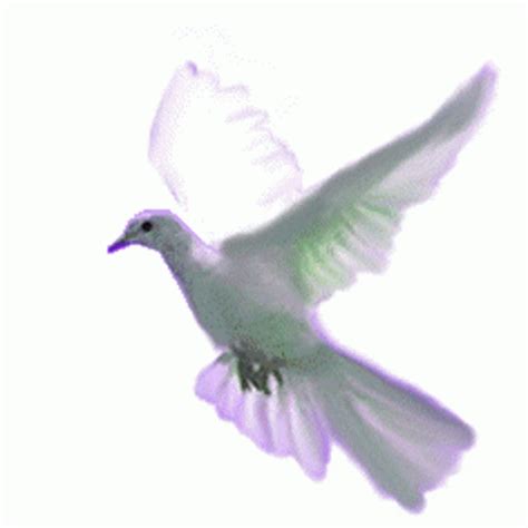 Dove Animated Flying Bird Gif Transparent Pic Whatup