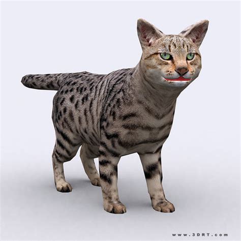 3ds max cat (character animation toolkit) is an animation system inside max that offers a lot of useful features. 3D model 3DRT - Cat VR / AR / low-poly rigged animated ...