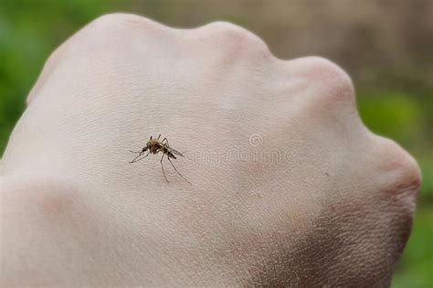 Mosquito On The Hand Piercing The Skin And Drinking The Blood