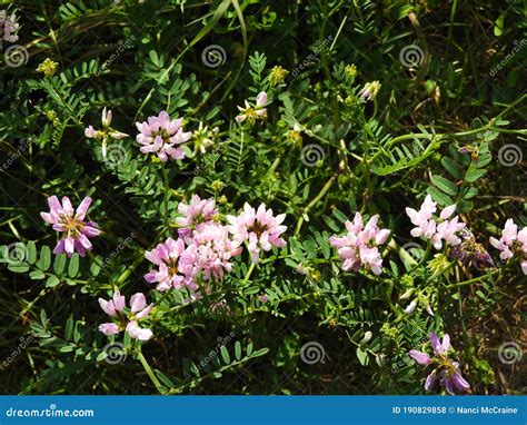 Crownvetch Is A Beautiful But Invasive Legume Vine Weed Stock Photo