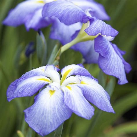 Japanese Iris Gracieuse~ Japanese Iris Easy To Grow Bulbs Iris
