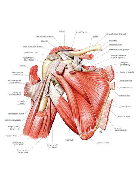 Muscles Of The Hand By Asklepios Medical Atlas Ubicac Vrogue Co